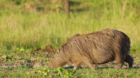 Wet pregnant mother capybara, hydrochoerus hydrochaeris grazing on the ground, eating fresh green grass across the scene in slow motion during breeding season at ibera wetlands, pantanal brazil. 