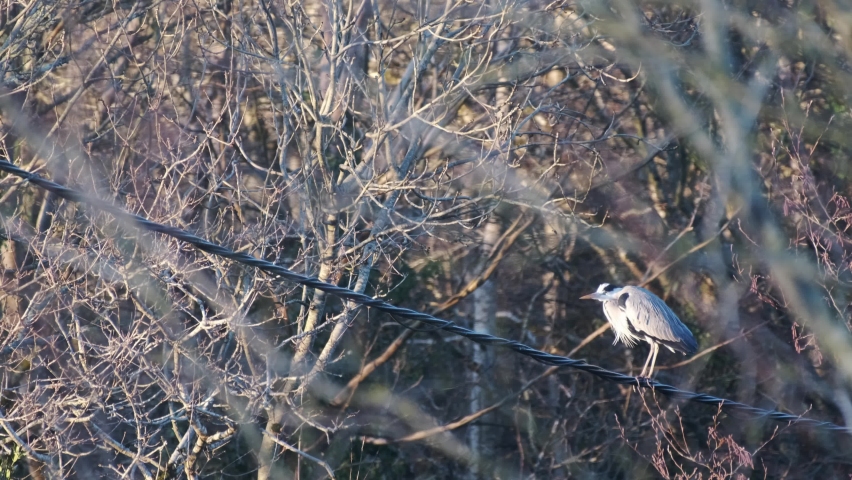 Small grey heron swinging on a wire among tree branches lit by sunlight and exposed to wind