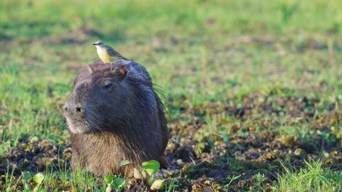 Symbiotic relationship between Capybara and Cattle tyrant bird; Pantanal