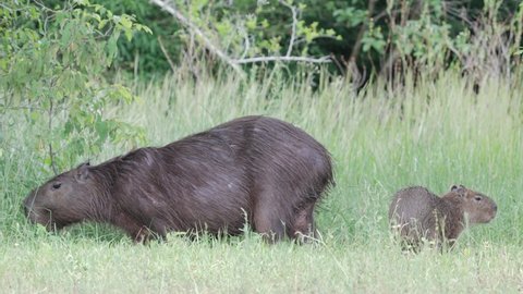 Adult and juvenile capybara feeding together on grass; Ibera Provincial Reserve