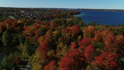 Forward Dolly Drone Shot of Colourful Fall Leaves and Lake Simcoe in Barrie, Ontario Filmed with the DJI Inspire 2 and the X7 Camera. 