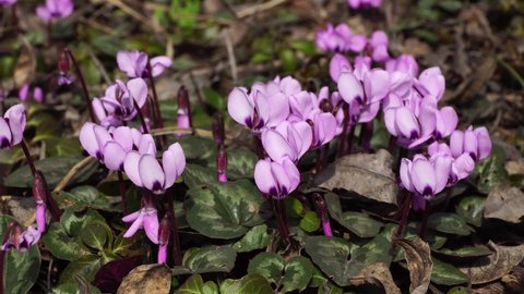 Spring cyclamen purple Cyclamen purpurascens with purple flowers and green leaves in the forest floor of the foothills of the North Caucasus
