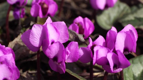 Close-up of March flowers Cyclamen purpurascens of purple color and green leaves in the forest floor of the foothills of the North Caucasus