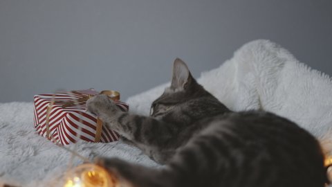 Tabby cat lying on cozy bed with christmas golden lights bokeh and gift boxes. Cute kitten relaxing and playing with gold ball toy. Winter holidays