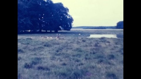 copenhagen,Denmark april 18 1970:forest with wild animals in denmark in the 70s