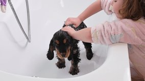 A small black Cocker Spaniel puppy bathes in the bathroom. The Little Girl looks after and washes the pet. 4k live style video. High quality footage. Copy space