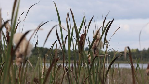 Reeds on a lake. A beautiful forest lake in Russia. Shot of cattails by the lake with selective focus