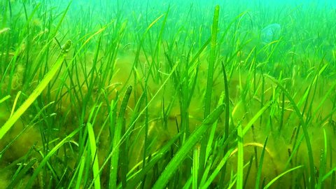 Zostera seagrass and green algae (Cladophora, Ulva) on the seabed, Black Sea