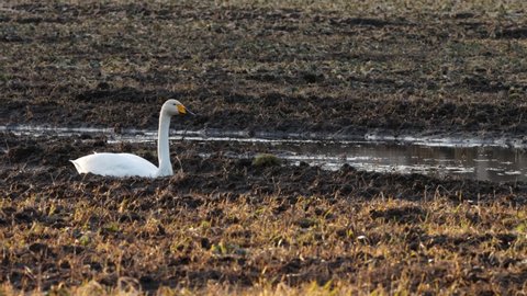 Whooper swan, Cygnus cygnus feeding on a muddy rapeseed field during spring migration in Europe.	