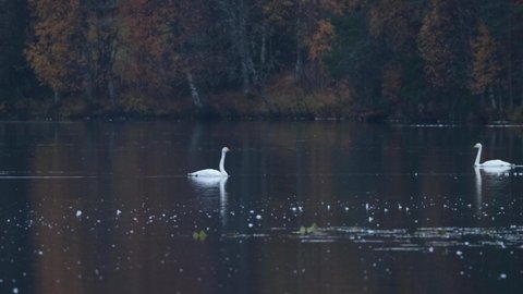 Whooper swans, Cygnus cygnus swimming on a lake during autumn migration near Kuusamo, Northern Finland.	