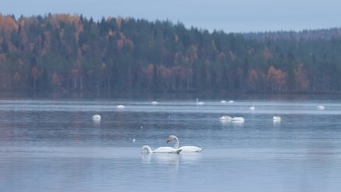 Whooper swan couple eating some plant parts on a lake near Kuusamo, Northern Finland during an autumn evening.	