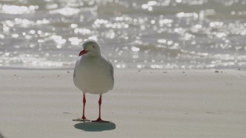 A seagull on the beach on a sunny day - isolated close up