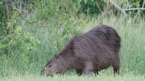 Horseflies flying around a chubby pregnant capybara, hydrochoerus hydrochaeris while she forages on the ground, grazing for fresh green grass, wildlife close up shot at pantanal brazil.