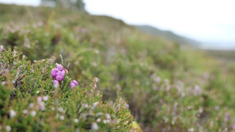 Bell Heather (erica cinerea) flower in the Scottish landscape in the wind