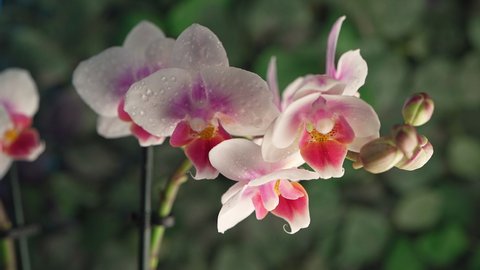 Phalaenopsis orchid. Orchid flower in dew. close-up .green background. Irrigation
