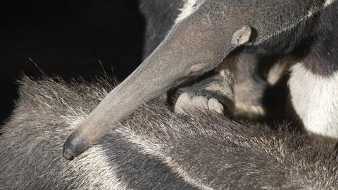 This video shows a close up view of two Giant Anteaters (Myrmecophaga tridactyla) together.