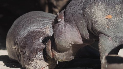 This video shows a mother pygmy hippo waking up her baby pygmy hippo who is sleeping in the sun.