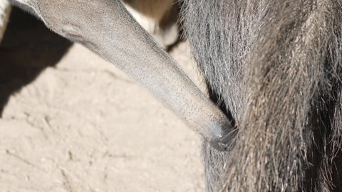 This close up video shows a Giant Anteater (Myrmecophaga tridactyla) sticking it's long tongue out in the sun.