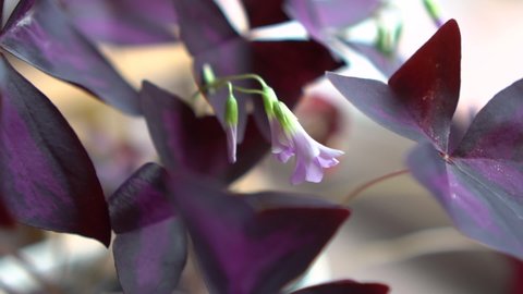 Oxalis triangularis flowering plant close up slow motion video