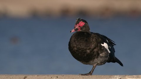 Domestic Muscovy Duck Standing Looking Around Domesticated Species