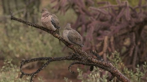 Mourning Dove Pair Doves Perched Looking Around in Wet Desert Rain