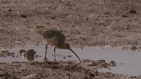 Long-billed Curlew Bird Foraging Looking For Food Probing in Mexico Winter Range