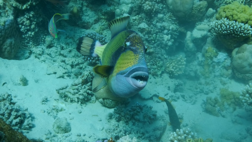 Close-up portrait of the Trigger fish on coral reef. Titan Triggerfish (Balistoides viridescens) Red Sea, Egypt. Royalty-Free Stock Footage #1087548122
