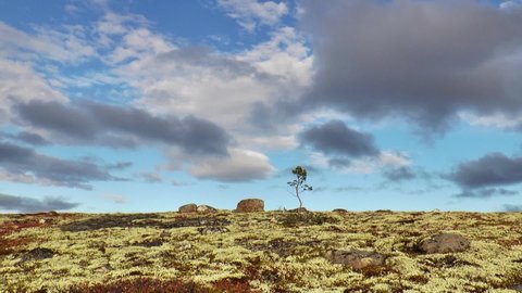 A small spruce tree in the polar Sami tundra on the backdrop of a cloudy scenic sky in autumn day, timelapse. 
