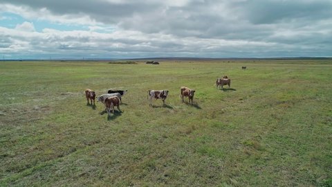 Aerial view of herd of cows grazing on a green meadow. Countryside rural landscape.