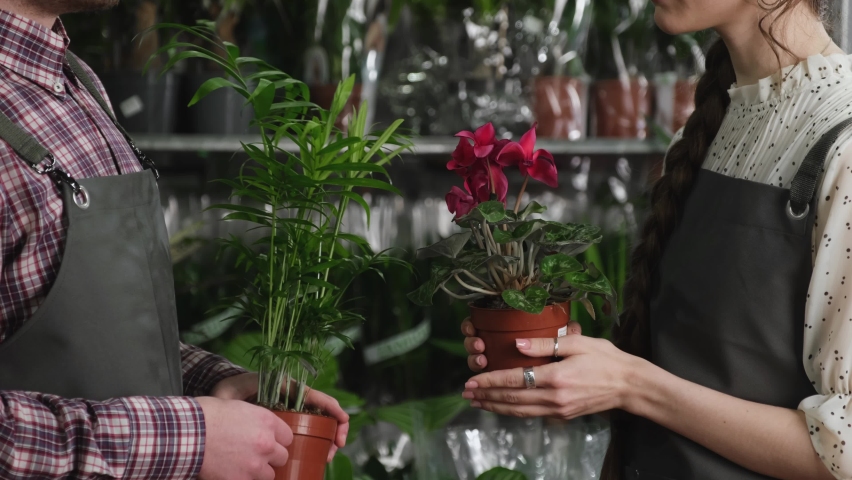 Two beautiful flowers in a pot in the hands