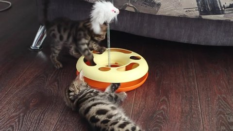 Bengal kittens playing with plastic cat toy