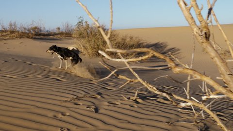 A black and a brown Sloughi dog (North African greyhound) play in sand dunes in Essaouira, Morocco. Slow-motion. 4k