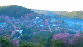 Magnificent scenery over pink flowers of the Prunus cerasoides (Himalayan cherry blossoms) in rural village. Loei, Northern Thailand, Southeast Asia. flower background. Nature concept. Timelapse. 4K
