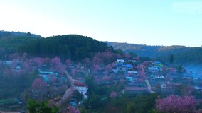 Amazing scenery over the Wild Himalayan Cherry Trees in rural village and beautiful forest. Loei, Northern Thailand. Stunning stock video footage. Travel and holiday concept. Timelapse. 4K
