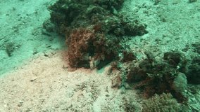 Footage of eel at Mabul Island