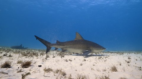 Underwater shot of a bull shark swimming in slow motions in the Bahamas.