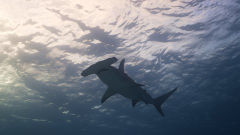 Great hammerhead shark swimming overhead, low angle view underwater shot in Bimini, Bahamas
