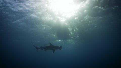 Great hammerhead shark swimming overhead, sun beams seen through water in Bimini, Bahamas