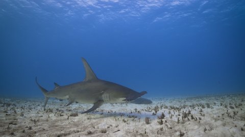 Tracking great hammerhead shark underwater, slow motion in Bimini, Bahamas