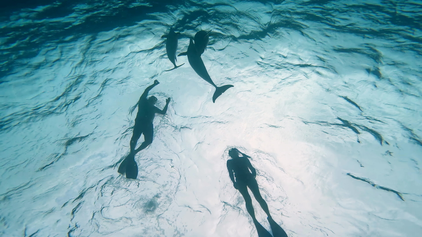 Two divers swimming with wild Atlantic spotted dolphins and bottlenose dolphins in the Bahamas, slow motion. Royalty-Free Stock Footage #1087567865