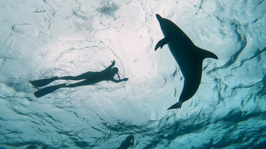 Two divers swimming with wild Atlantic spotted dolphins and bottlenose dolphins in the Bahamas, slow motion. Royalty-Free Stock Footage #1087567865