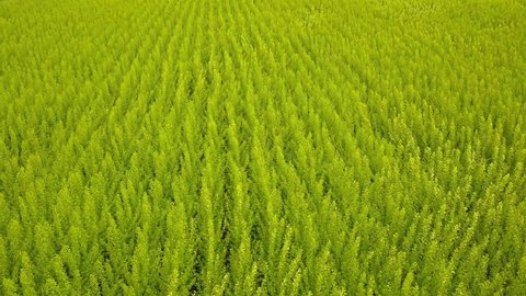 A green field of young trees revealing drone footage in 4K. Drone shot flying alongside rice paddies in Rajshahi, Bangladesh