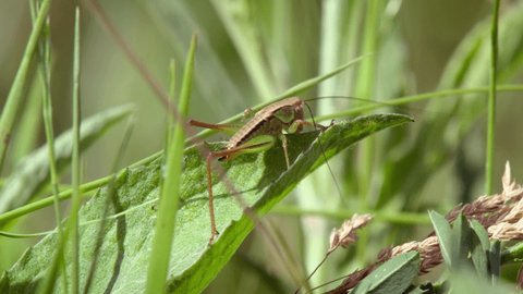 The grasshopper is an arthropod insect from the order erect-winged. The most distinctive feature of this insect is its very strong and bouncy legs, with which it moves over long distances.Masking 100%