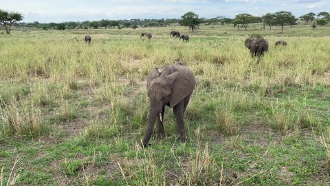 A small family of elephants graze in Tarangire National Park. Safari in Tanzania, Africa.