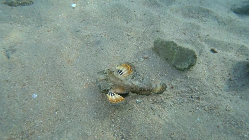 Demon Stinger slowly walks on sandy bottom. Bearded Ghoul, Sea Goblin or Devilfish (Inimicus didactylus). 4K-60fps