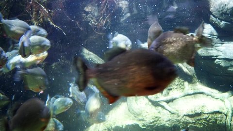 A flock of piranhas shooting underwater. Aquarium piranhas, a flock of predatory fish. Stock video. High quality 4k footage