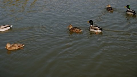 Many wild ducks swim in the lake. Wildlife, a flock of wild ducks in a pond.