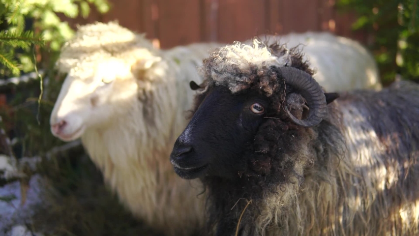 Couple of sheep - white female and black horned ram close-up with shallow depth of field