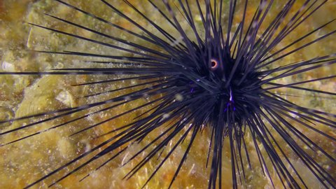 Marine life: Black longspine urchin or Long-spined urchin (Diadema setosum) on a rocky bottom overgrown with bright algae.
