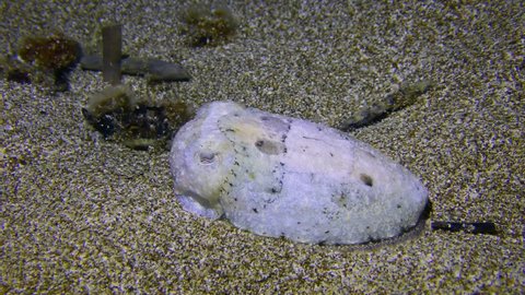 Common cuttlefish (Sepia officinalis) on a sandy bottom: the camera is very slowly coming to an animal, which has a light color, the color pulsing.